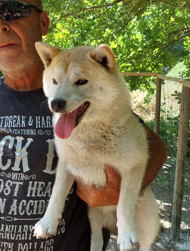 Les Shiba de l'affixe Du Lac De Beaulieu