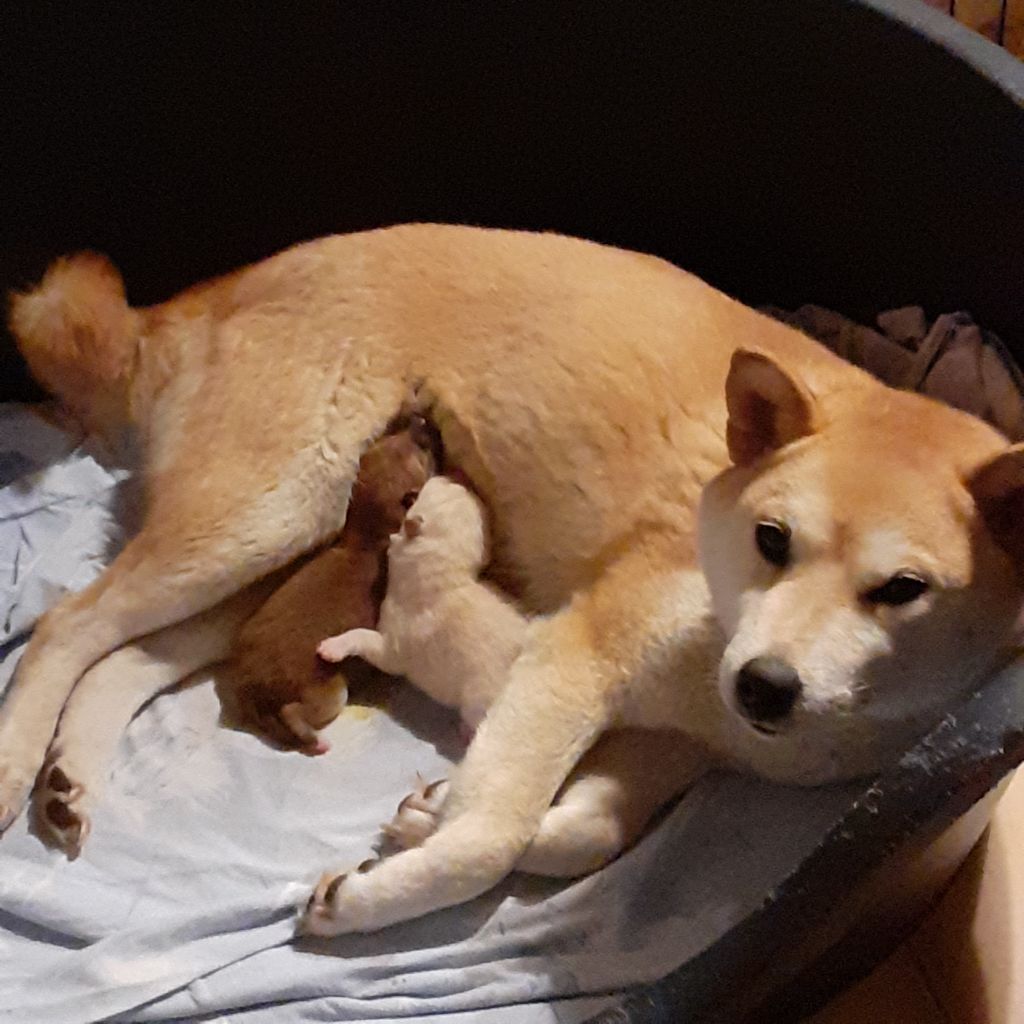 chiot Shiba Du Lac De Beaulieu