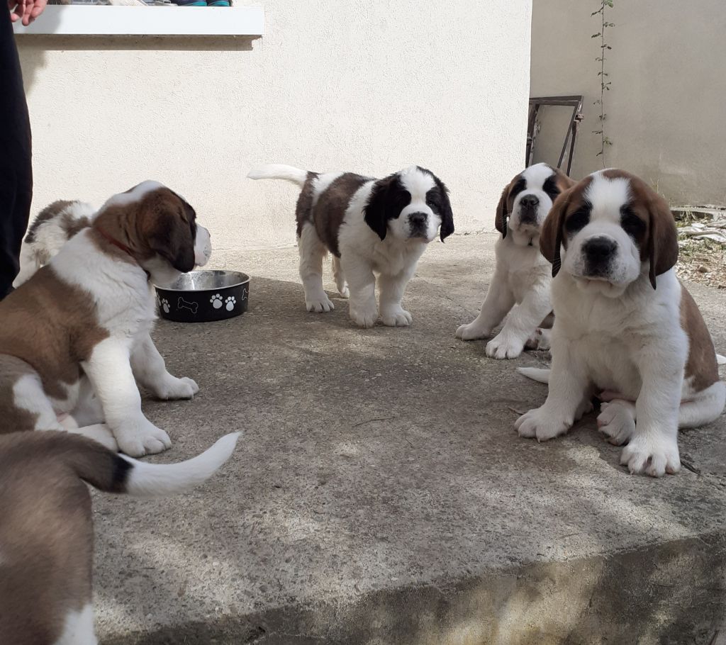 chiot Chien du Saint-Bernard Du Lac De Beaulieu