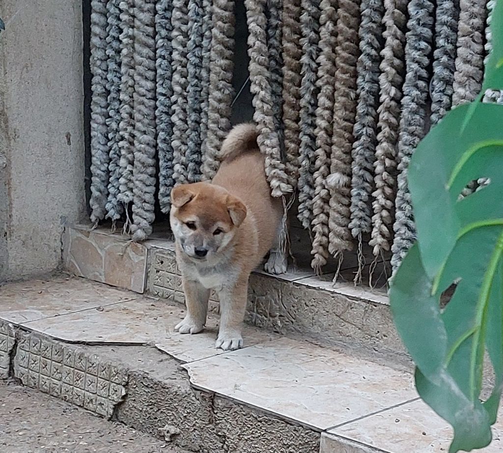 Du Lac De Beaulieu - Chiot disponible  - Shiba