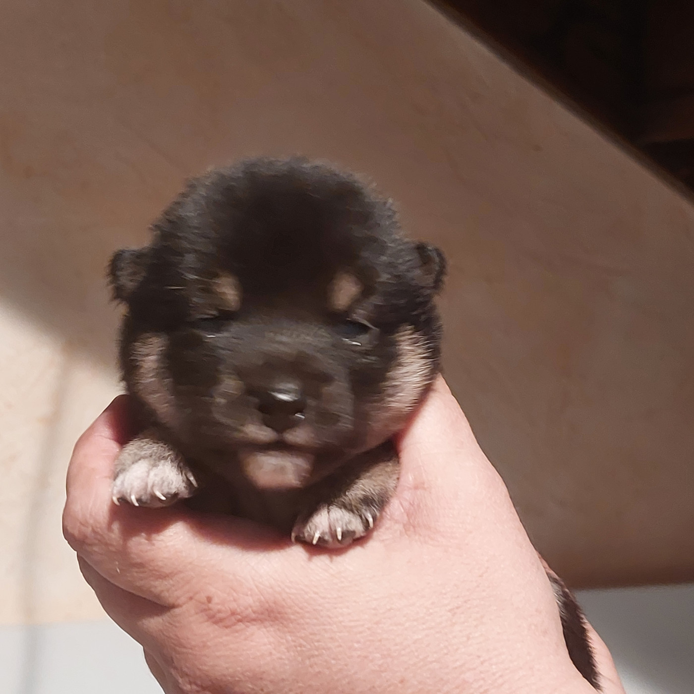 Du Lac De Beaulieu - Chiots disponibles - Shiba
