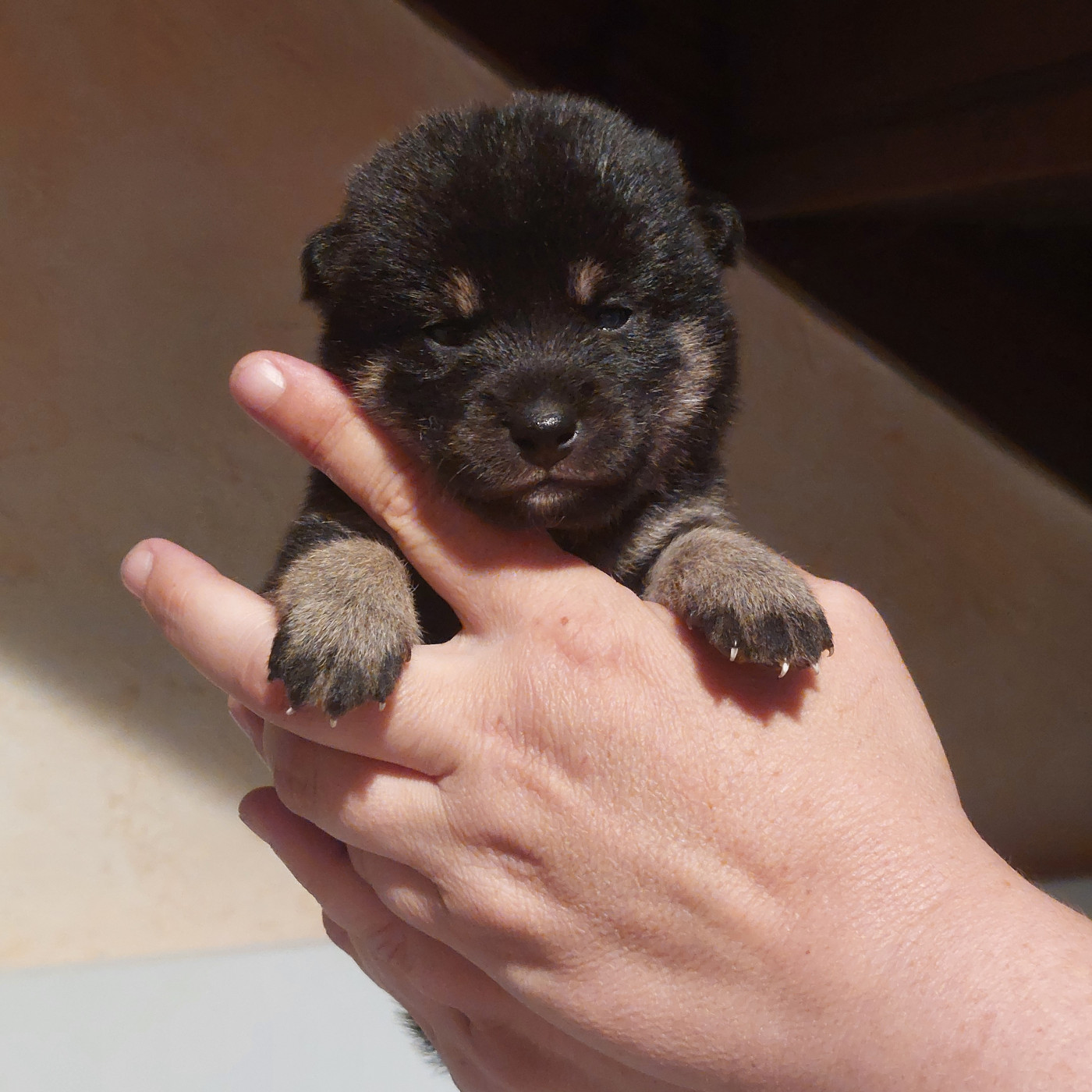 Du Lac De Beaulieu - Chiots disponibles - Shiba