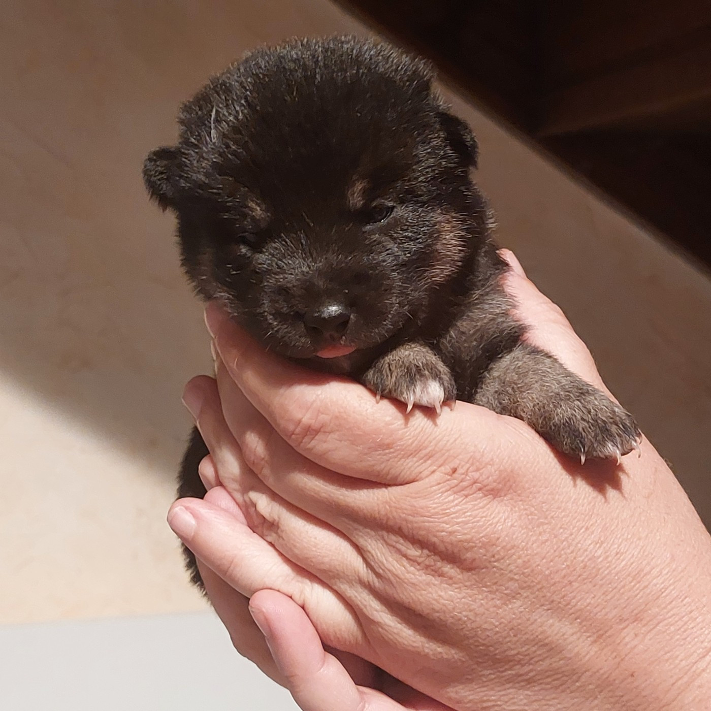 Du Lac De Beaulieu - Chiots disponibles - Shiba