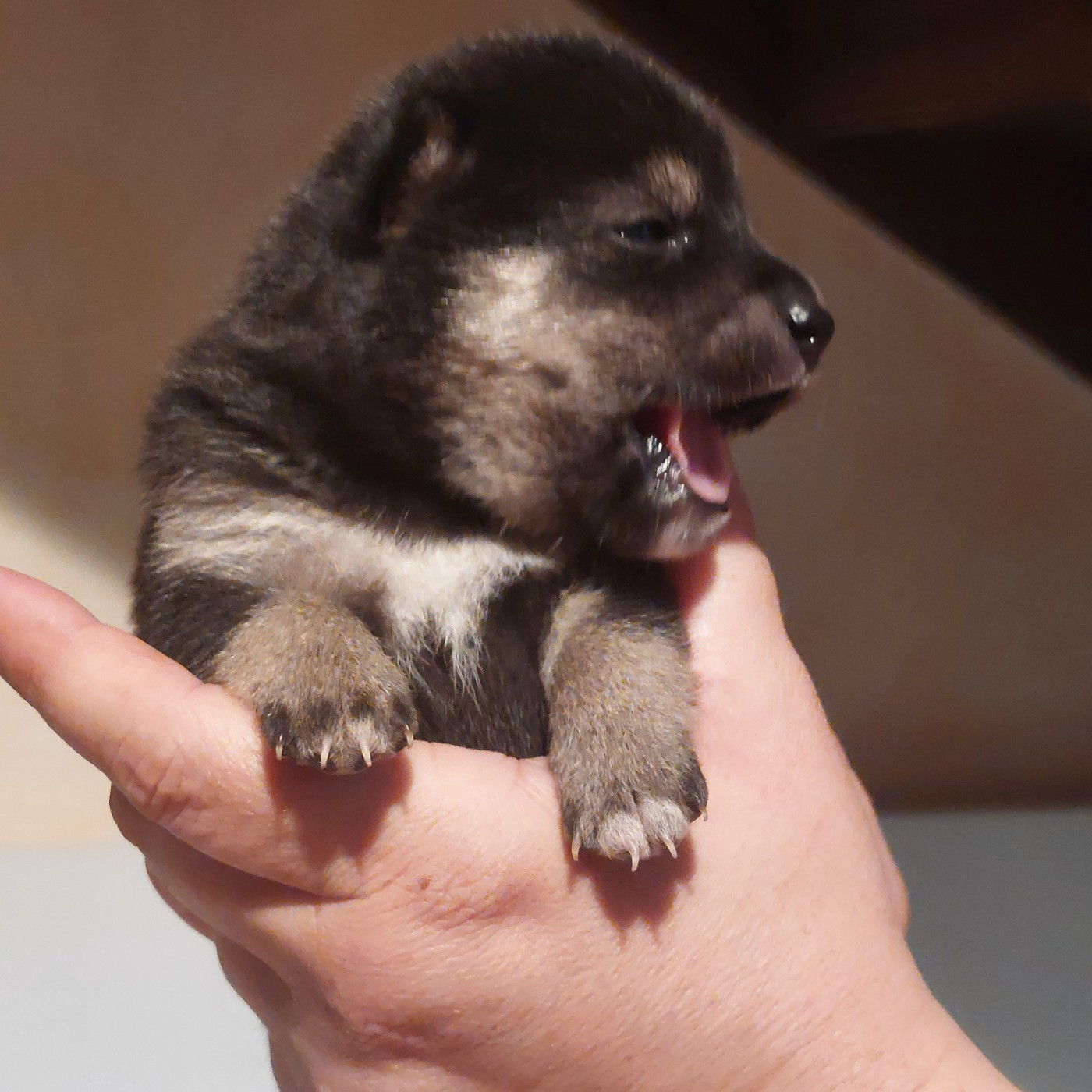 Du Lac De Beaulieu - Chiots disponibles - Shiba