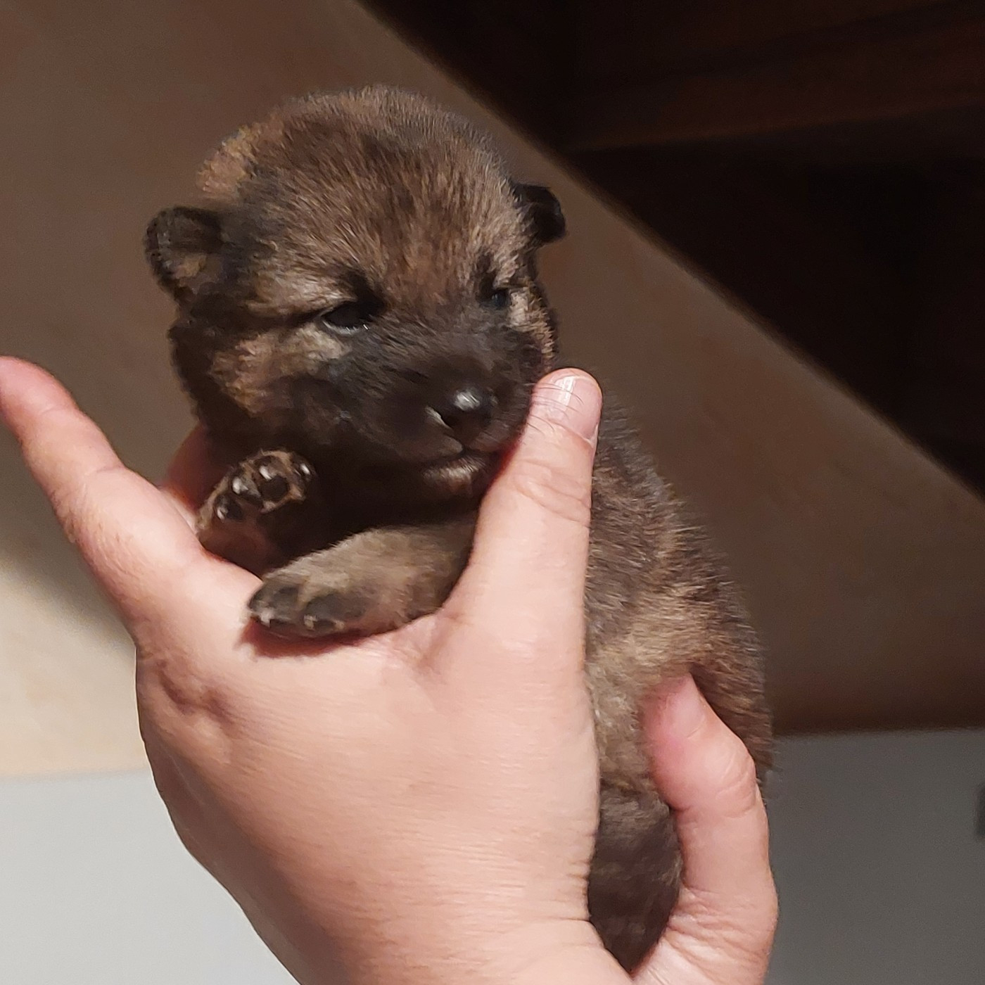 Du Lac De Beaulieu - Chiots disponibles - Shiba