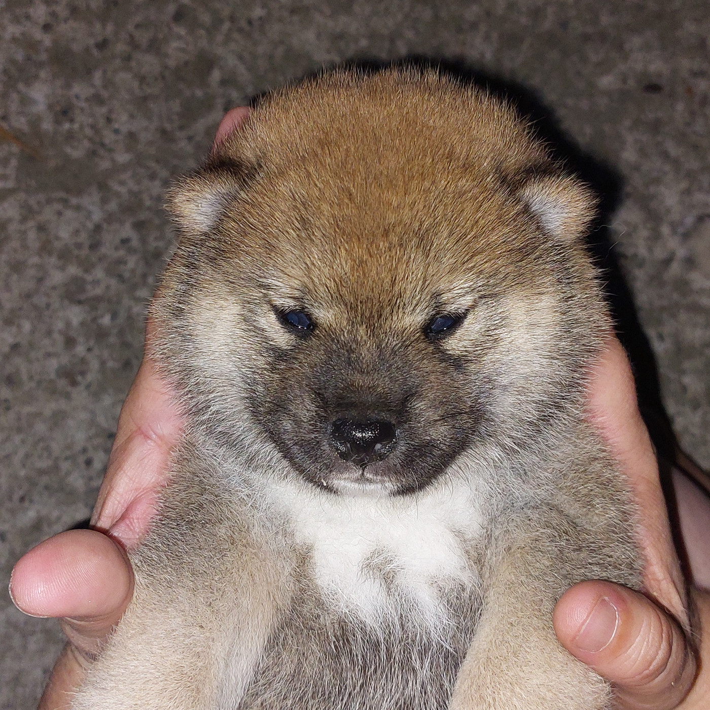Du Lac De Beaulieu - Chiots disponibles - Shiba