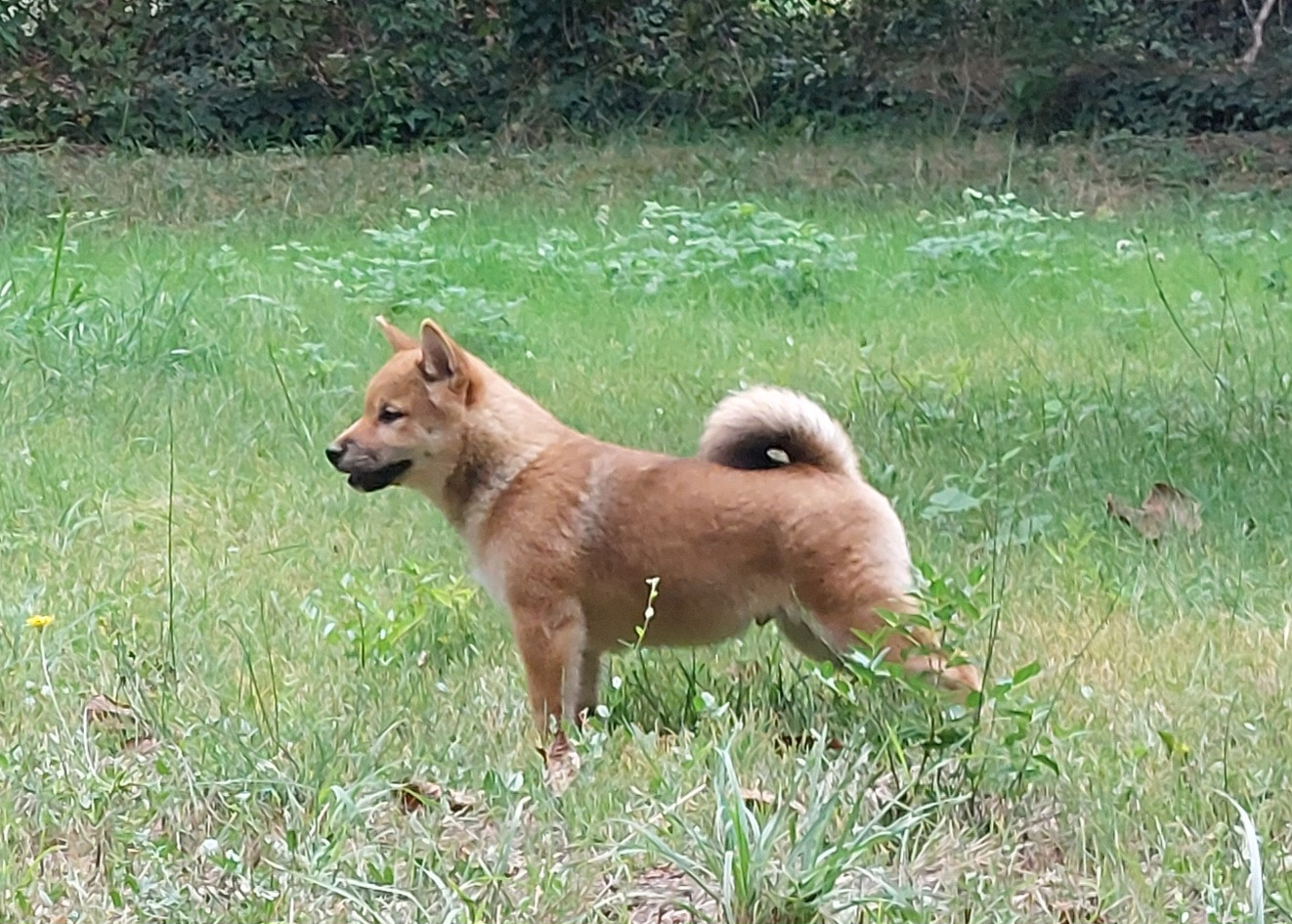 Du Lac De Beaulieu - Chiots disponibles - Shiba