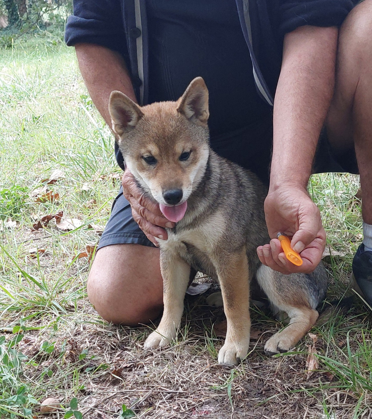 Du Lac De Beaulieu - Chiots disponibles - Shiba