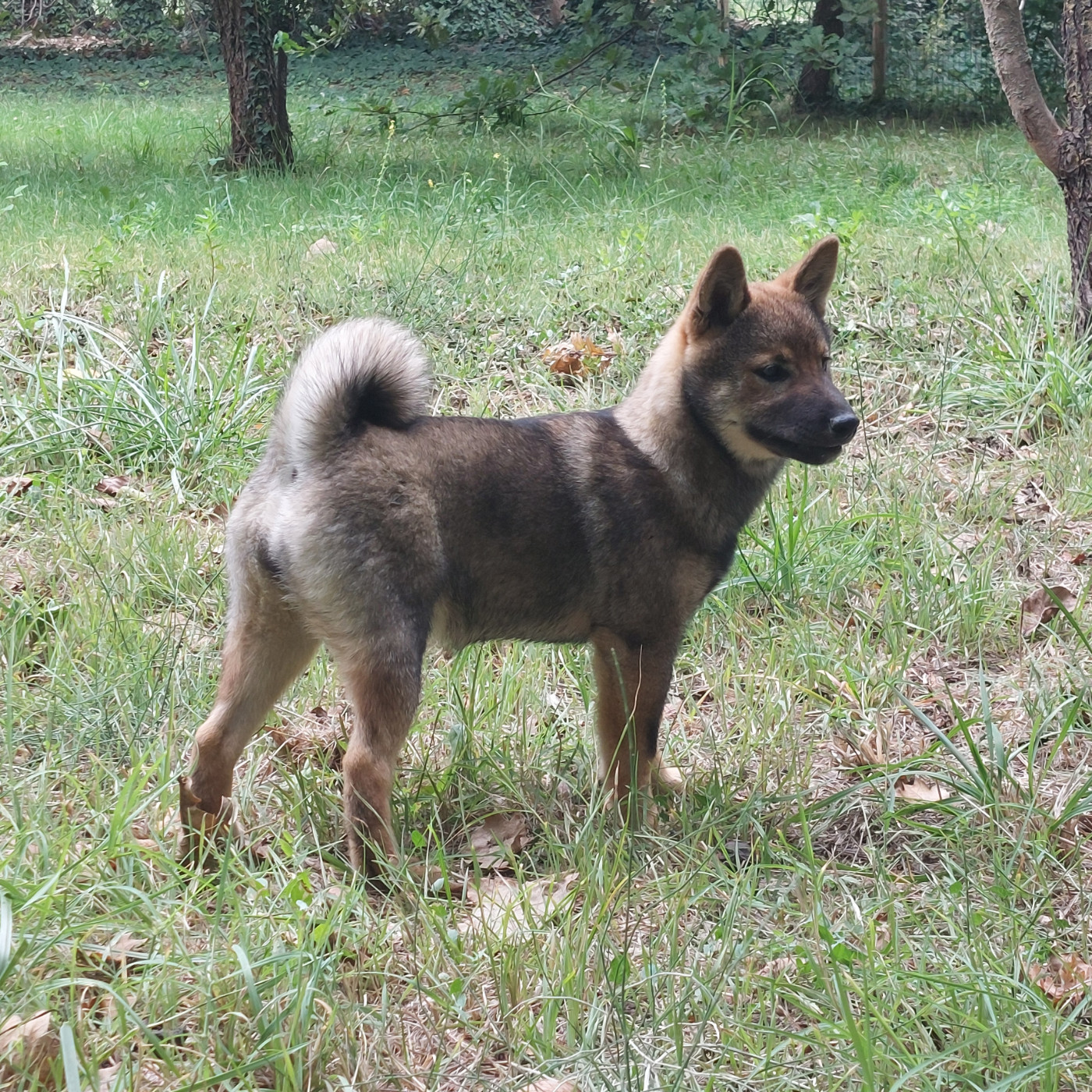 Du Lac De Beaulieu - Chiots disponibles - Shiba