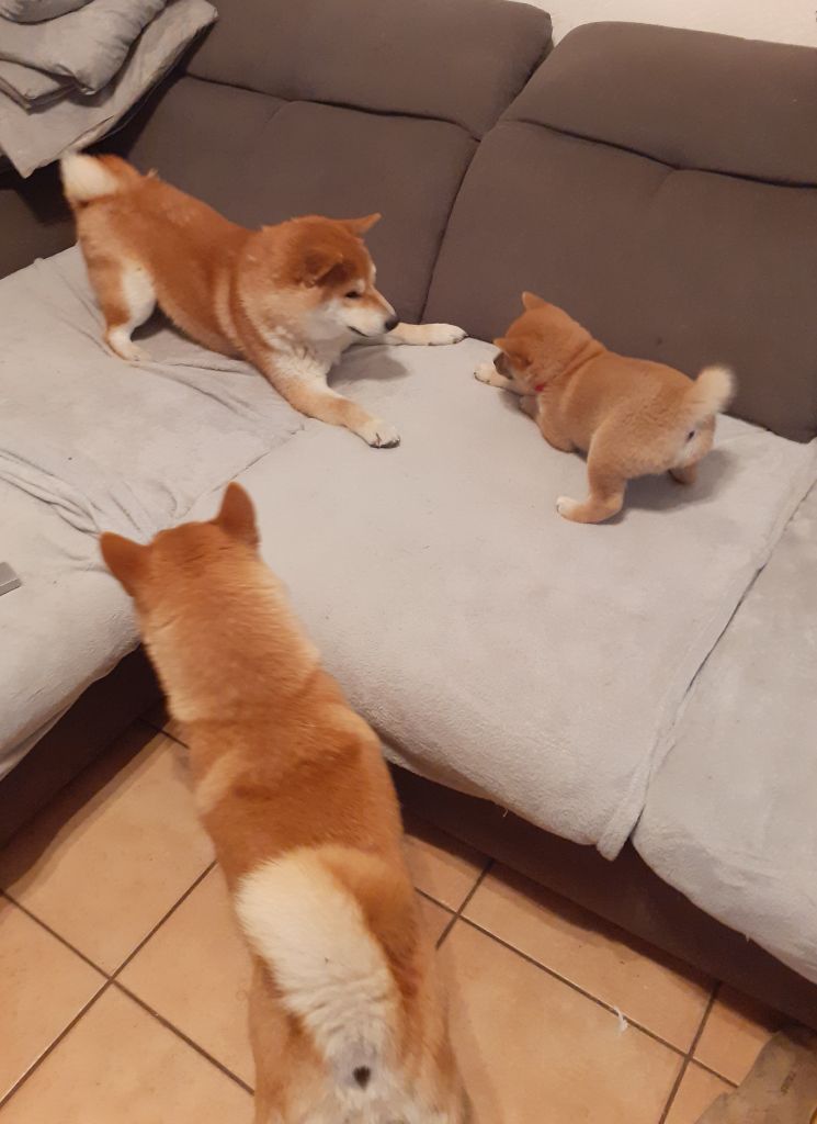 Chiot Shiba Du Lac De Beaulieu