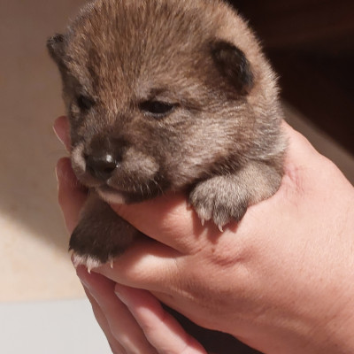 Chiot 5