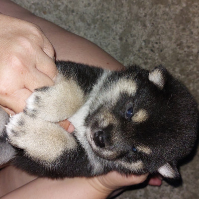 Chiot 9