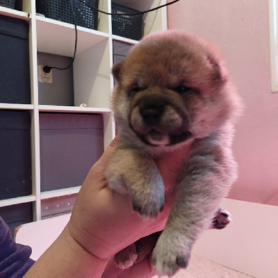 CHIOT 1