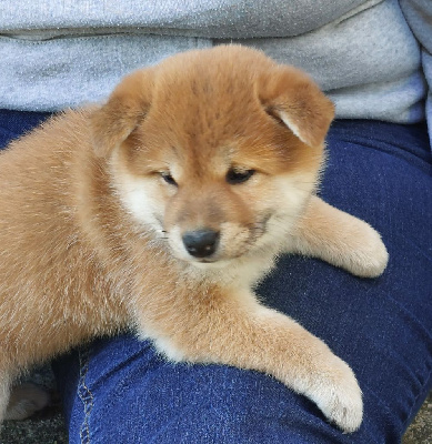 CHIOT 2
