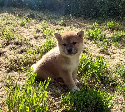 CHIOT