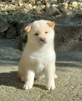 CHIOT 1